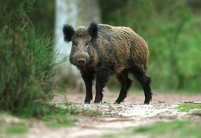 Qostanaı oblysynda qos qaban atyp alǵan brakoner ustaldy