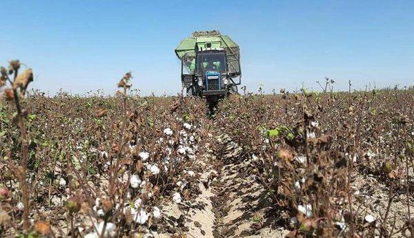 Jetisaıda maqta terim naýqany bastaldy