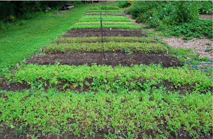 Organıkalyq ónim – óndiristiń tyń baǵyty