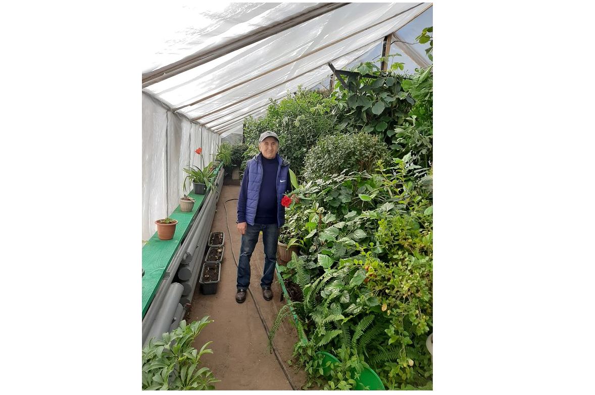 Jylyjaıda kofe, avakado, kıvı aǵashtary ósedi