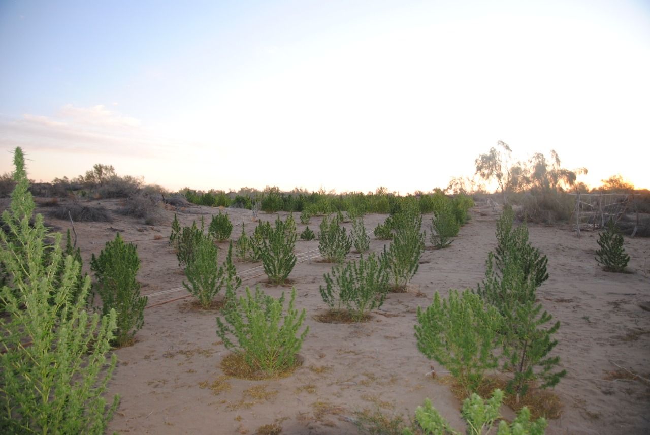 Qyzylordada eki iri esirtki alqaby anyqtaldy
