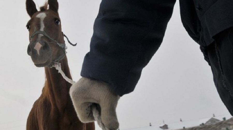 Mal – baqqandiki emes, barymtashyniki bolyp tur...