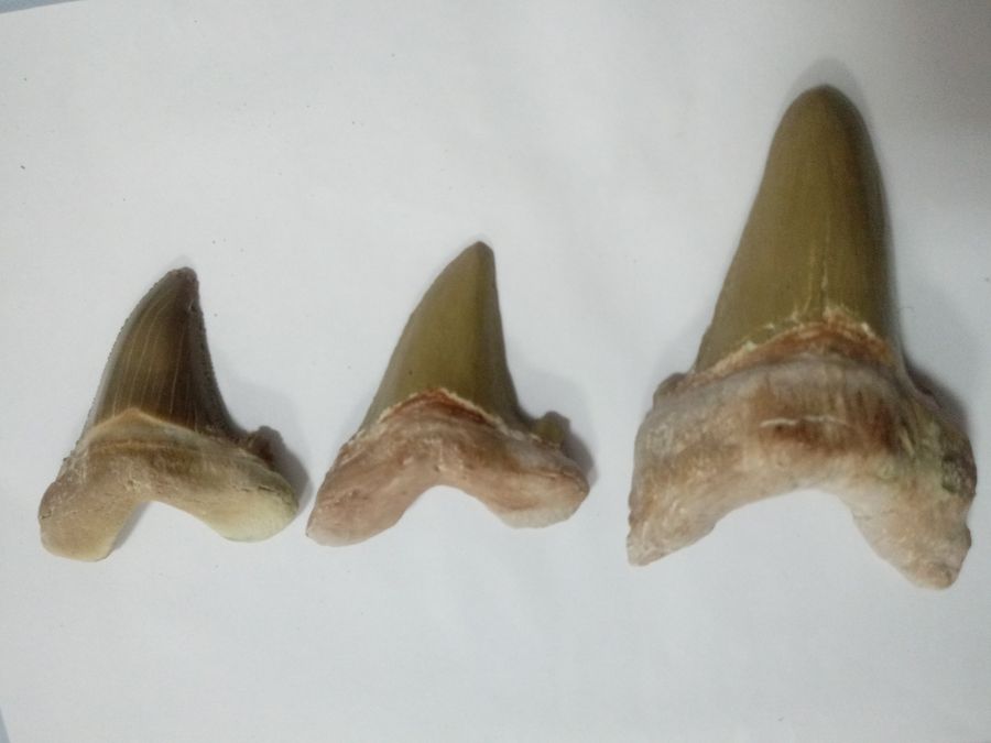 Otodýs akýlasynyń tisi