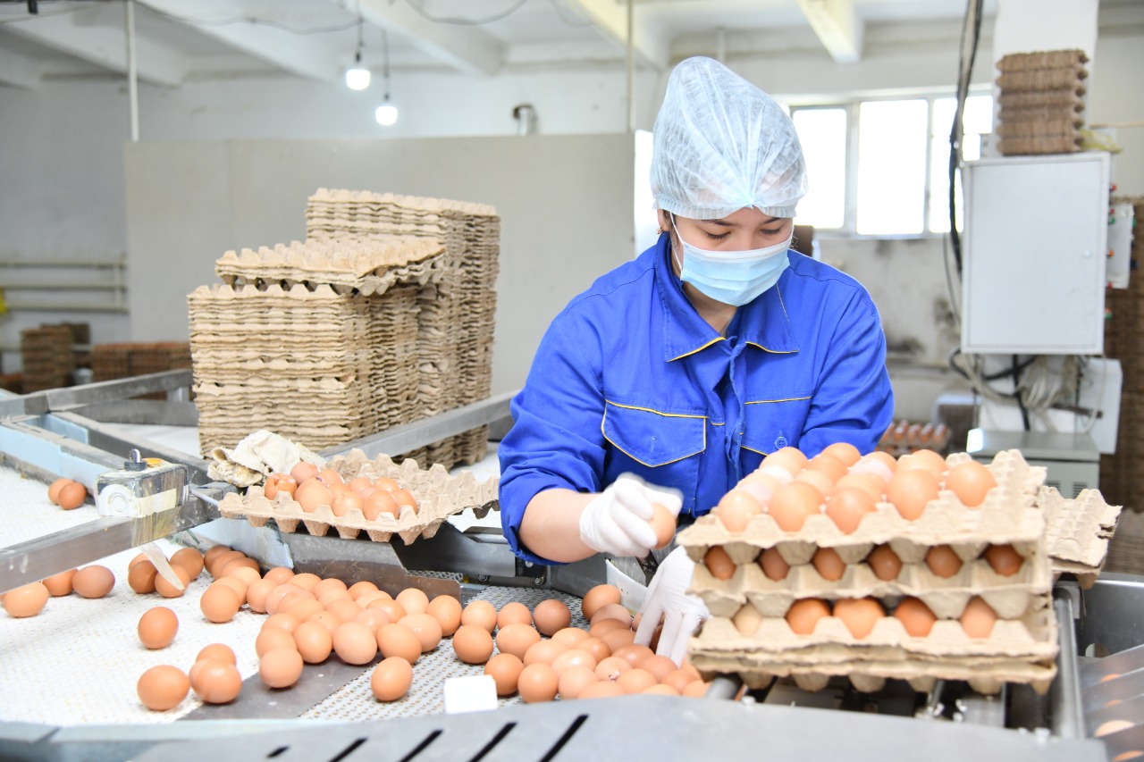 Shymkentte 8 aıda 100 mıllıonnan astam jumyrtqa óndirildi