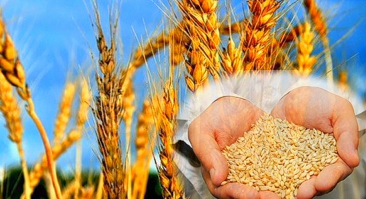 Sharapaty mol sharýashylyq