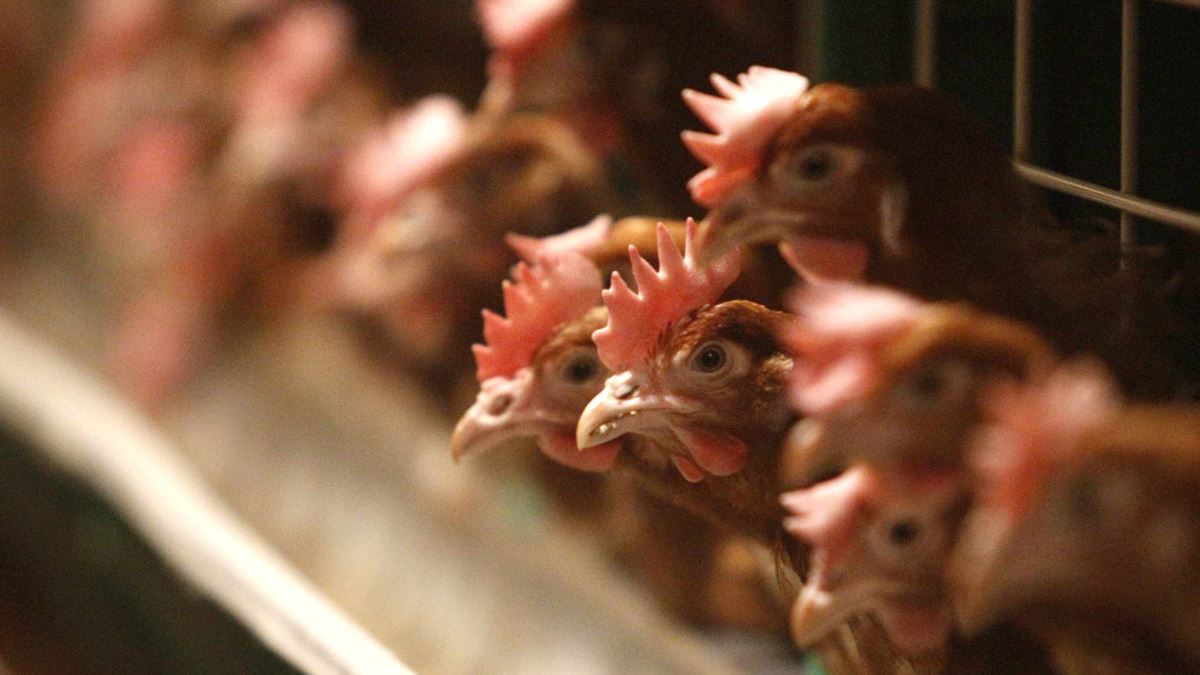 Qazaqstannyń taǵy úsh oblysynda qus tumaýy tirkeldi