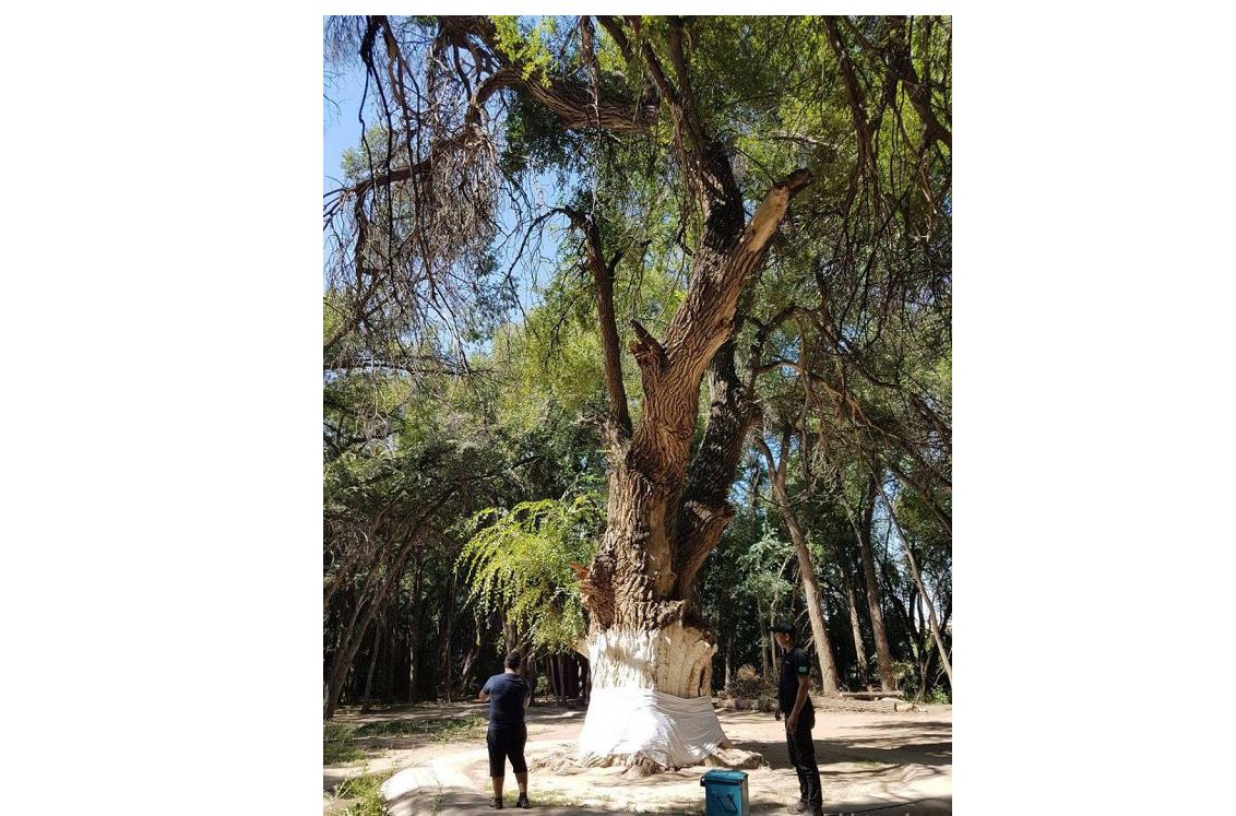 Áýlıeaǵash áli uzaq jasaıdy