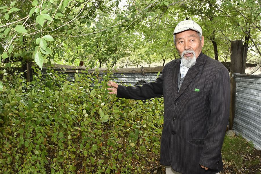 Aǵash ósirý aqshamen ólshenbeıdi