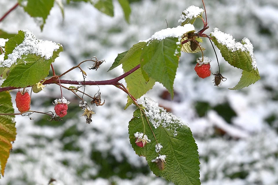 Búgin elimizdiń shyǵys bóliginde qar jaýady