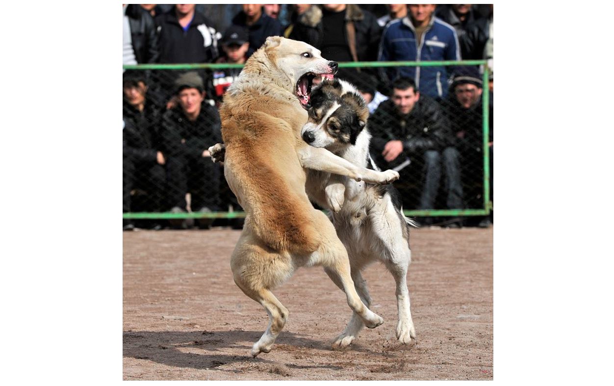Janýarlarǵa jasalatyn qııanat azaımaı tur