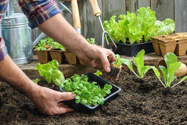 Atyraýdy kógaldandyrýǵa 4,69 mlrd teńge bólindi