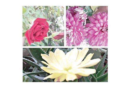 Aýylda palma aǵashy ósedi