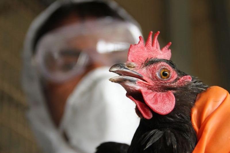 Tórt óńirde qustyń qyrylýy toqtady