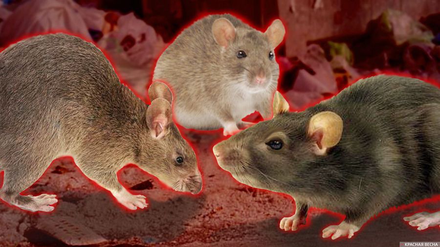 Kemirgishter qaýip týǵyzýda