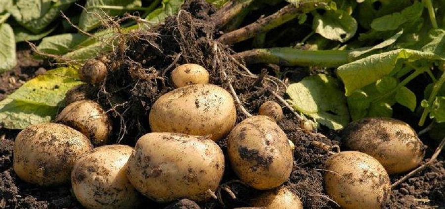 Ekinshi nannyń qadiri este bolsynshy