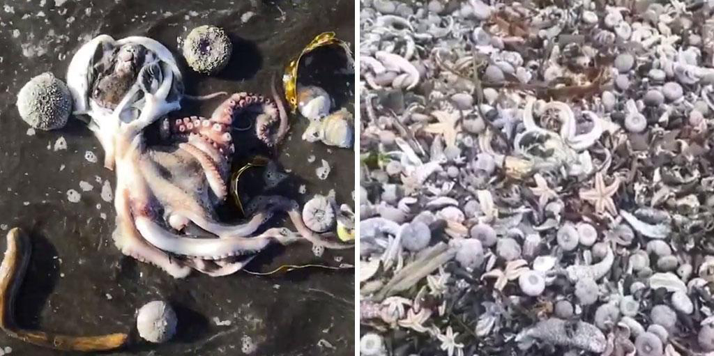 Kamchatkadaǵy apattyń aldyn ala sebebi jarııalandy