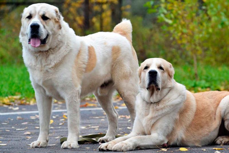 Elorda polıseıleri qylmyspen kúreste tóbet tuqymdy ıtterdi paıdalanatyn boldy