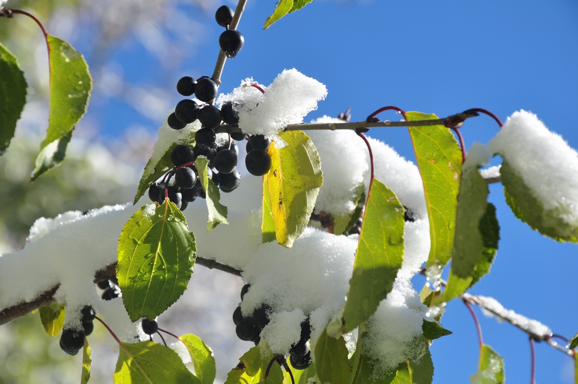 Aldaǵy úsh kúnde qar jaýyp, kóktaıǵaq bolady