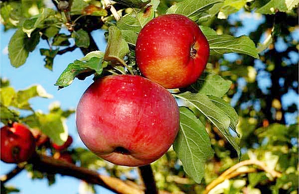 Alma tátti, eńbegi qatty...