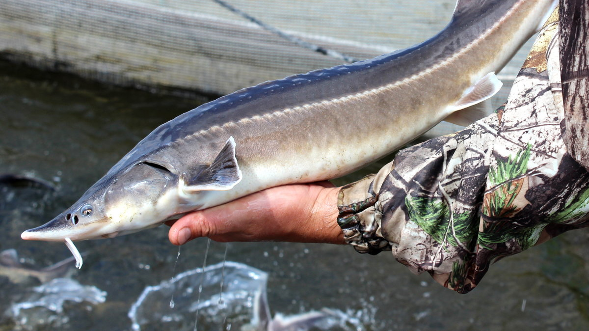 Atyraý oblysynda júrgizýshi 75 keli bekiremen ustaldy