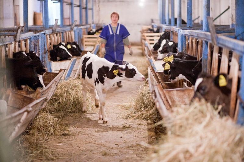 Endi fermerler iri qara malyn aýrýlardan jáne basqa da qaýip-qaterlerden saqtandyra alady