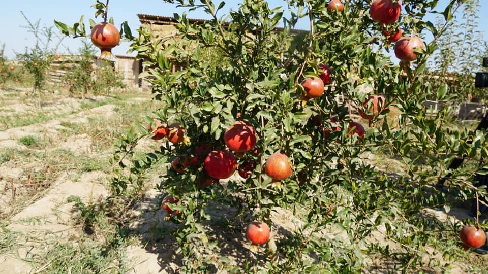 Keleste "kýva" da ósedi