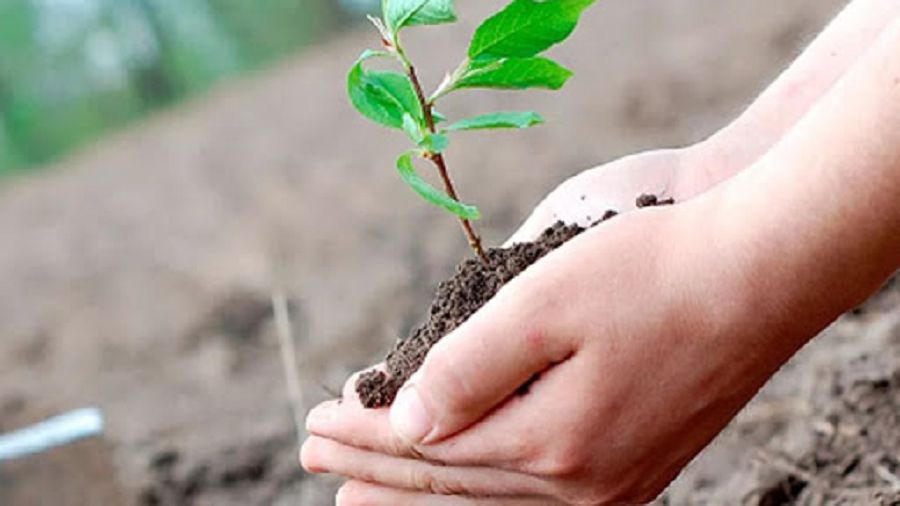 Jasyl jelek jaıqalsa...