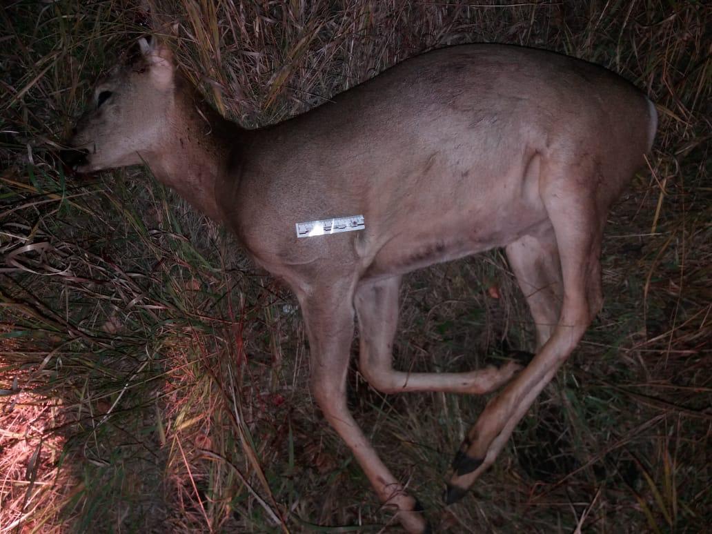 Elik atqandar ustaldy