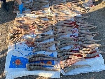 Kıiktiń 632 múıizimen ustaldy