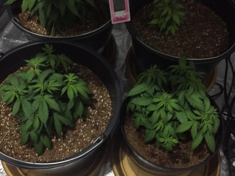 Atyraýda úıinde esirtki ósirgen azamat ustaldy