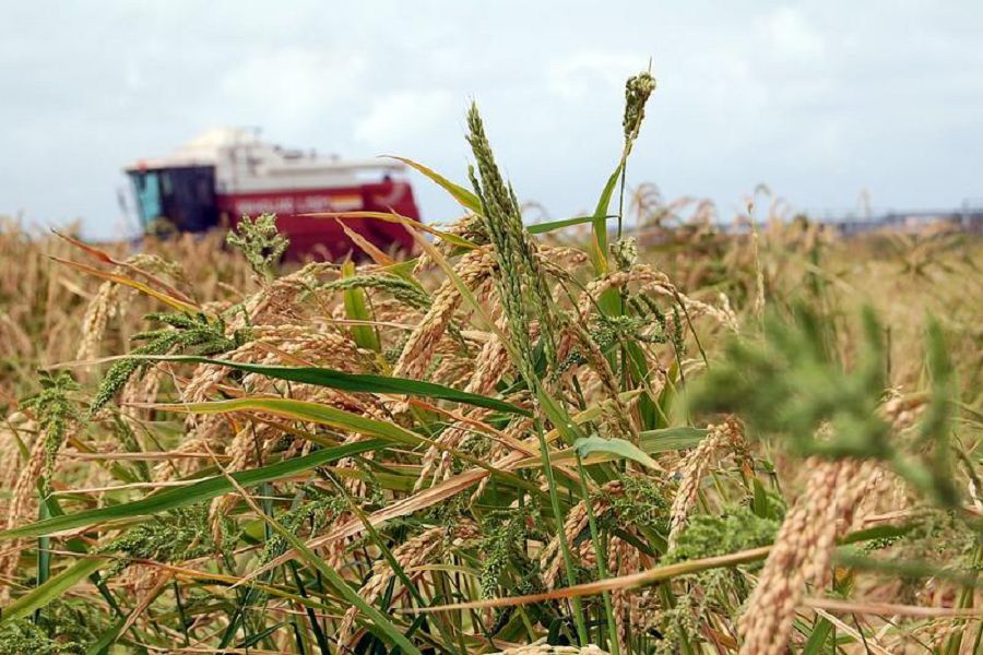 Eregisken ekeý, eginsiz qalatyn el