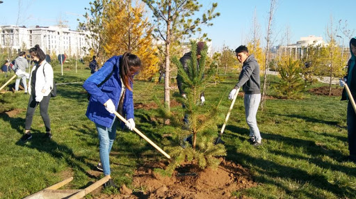Almatylyqtar aǵash otyrǵyzatyn jerdi ózderi usyna alady