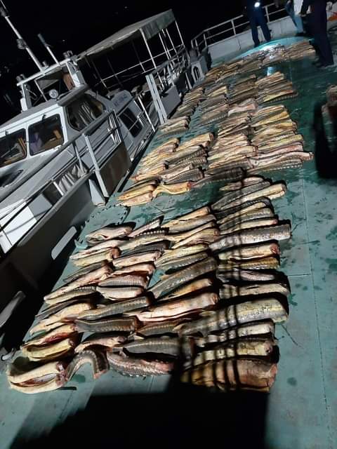 Atyraýda aýyl turǵynynan 625 keli bekire tárkilendi