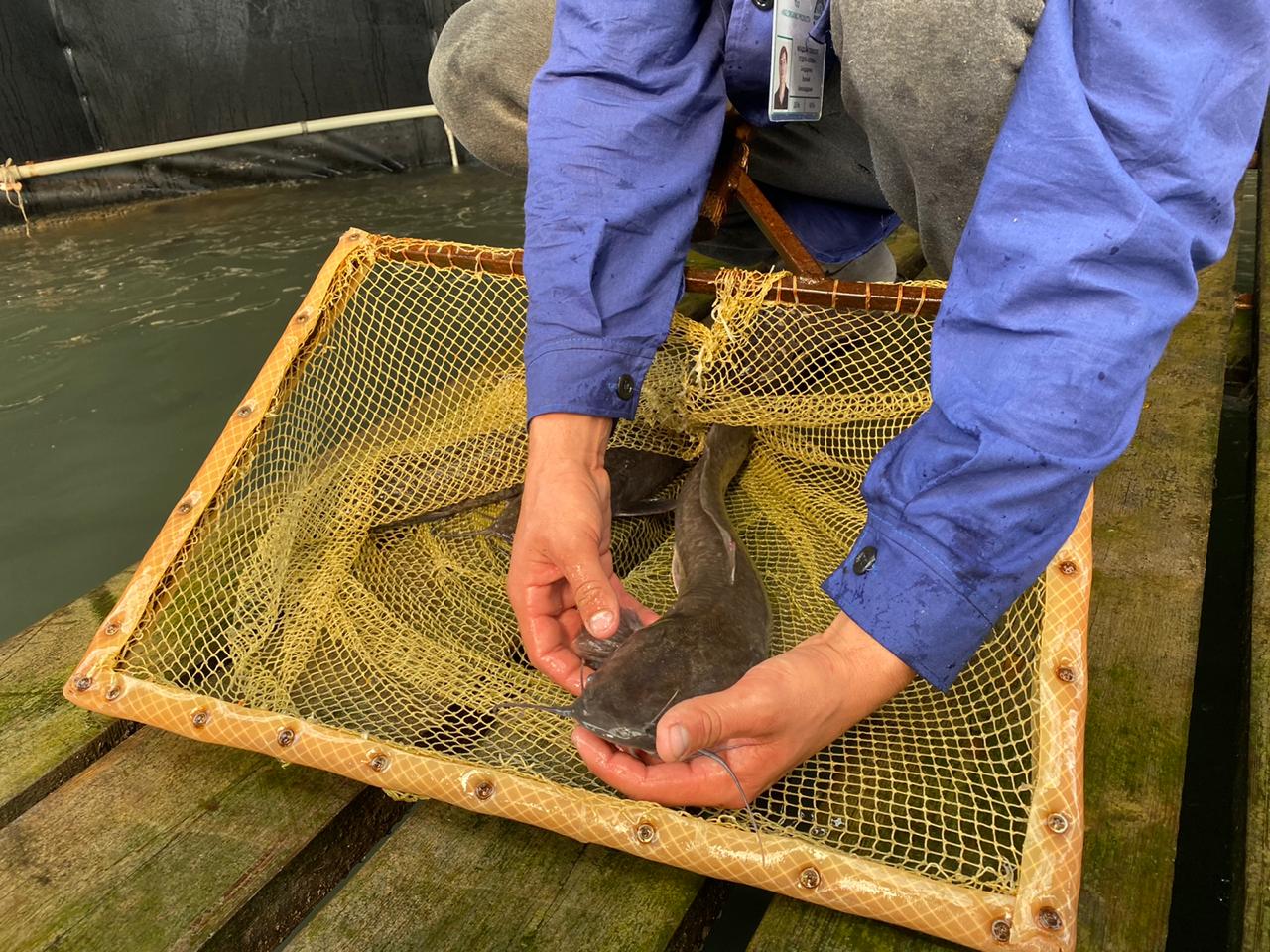 Qapshaǵaıda ósirilgen balyqqa Reseıde qyzyǵýshylyq joǵary