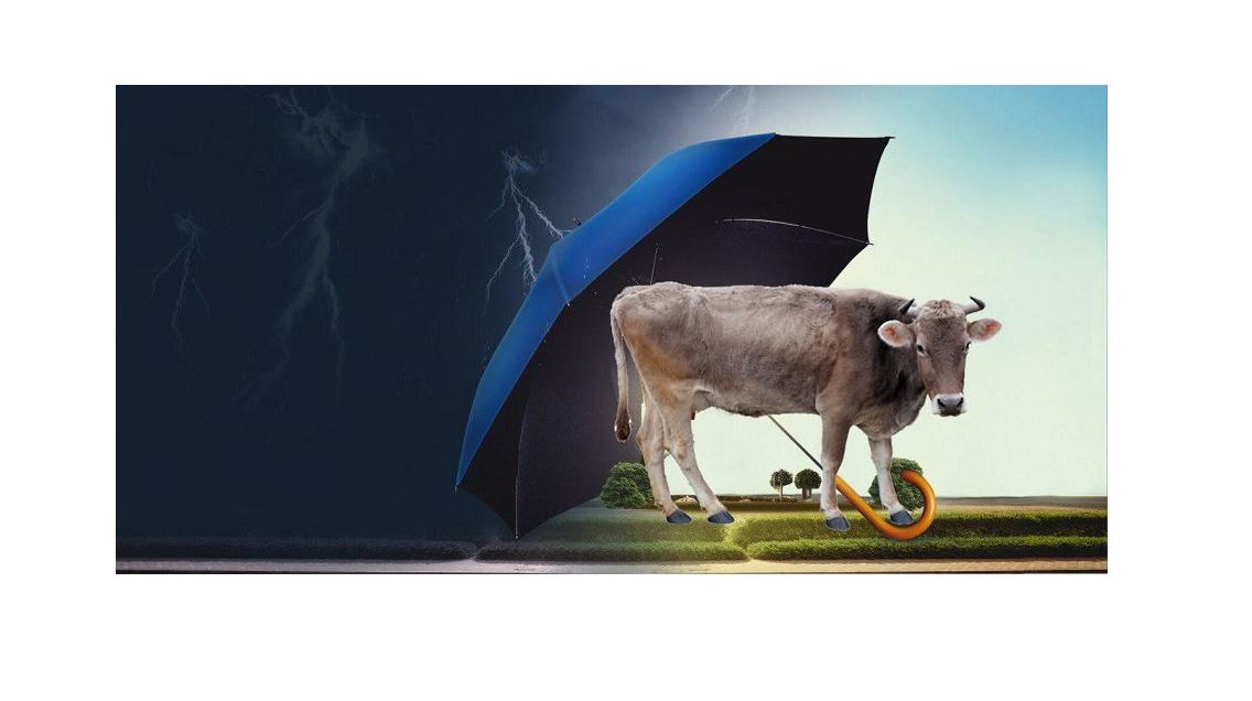 Sıyr da saqtandyrylady