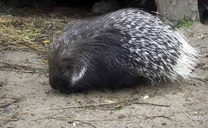 Jambylda jaıra qaıdan júr?