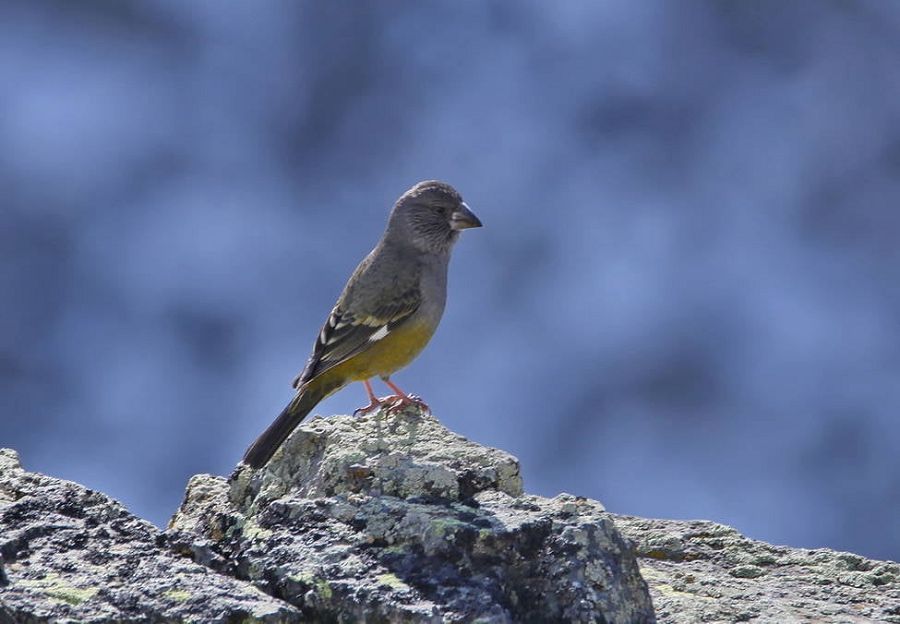 Qaıta oralǵan sırek qus