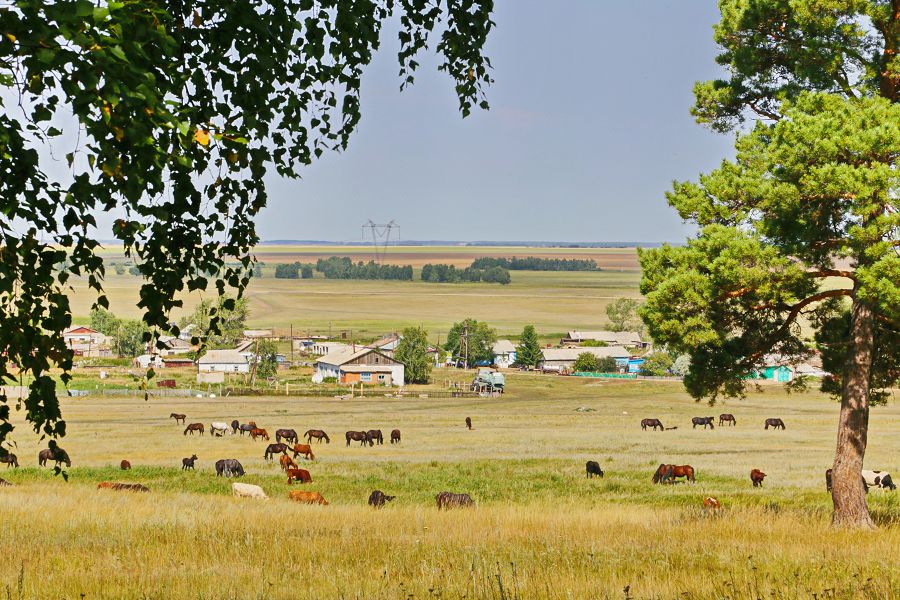 Qaraýsyz mal qamaýǵa alynady