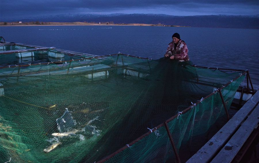 Balyq ónimi ózge elderge eksporttalady