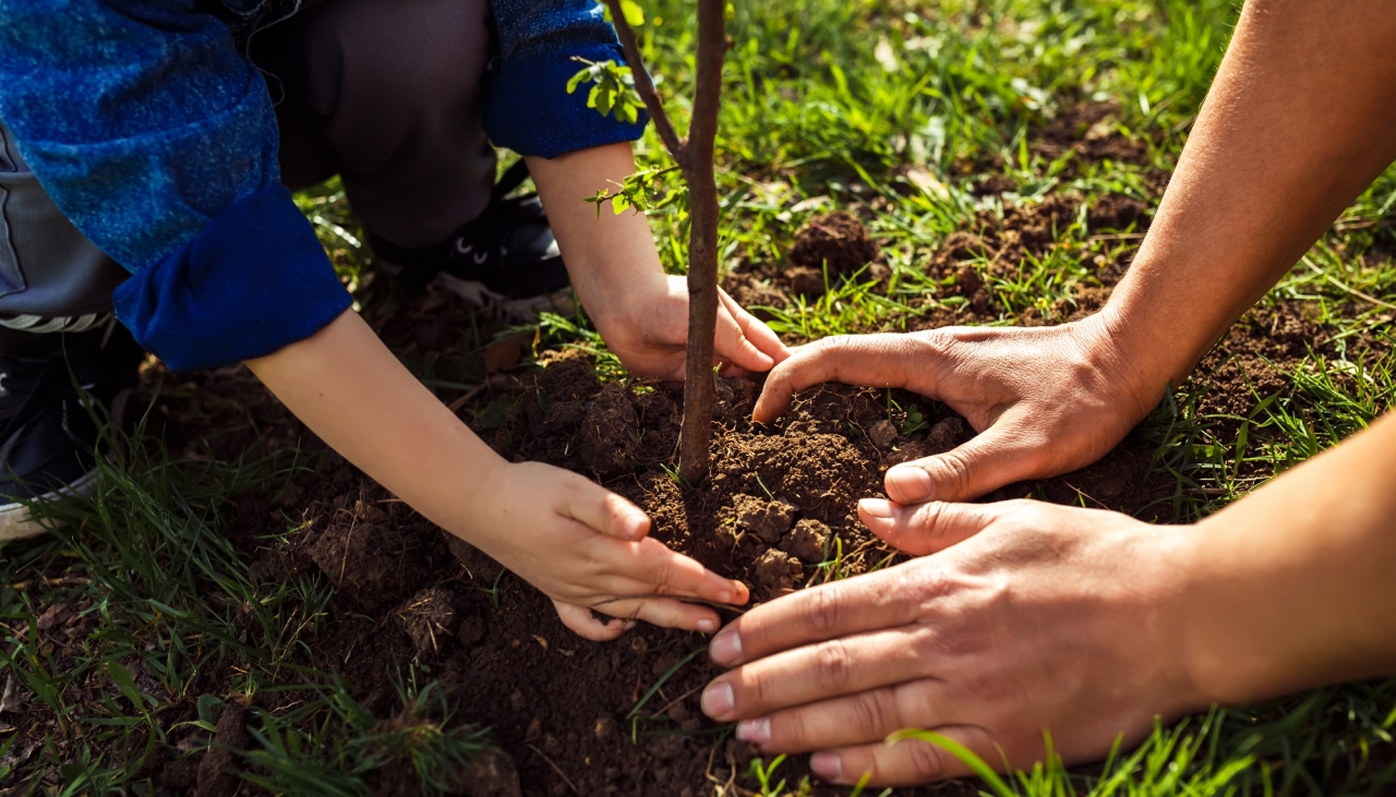 Almatyda Abaıdyń mereıtoıyna oraı 175 túp qaraǵaı otyrǵyzyldy