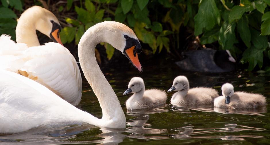 Aqqýlardan taraǵan aýrý