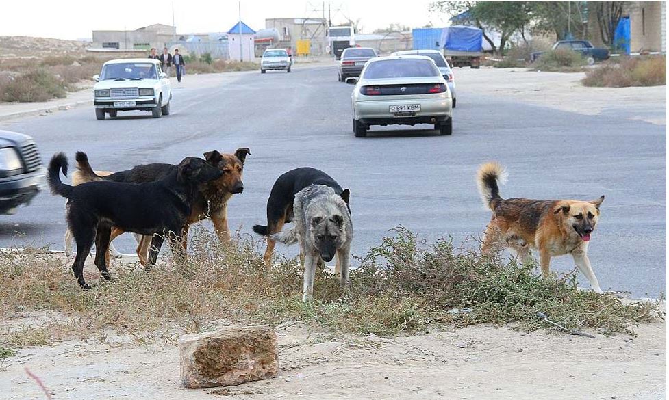 Atyraýda 9 balany ıt talady