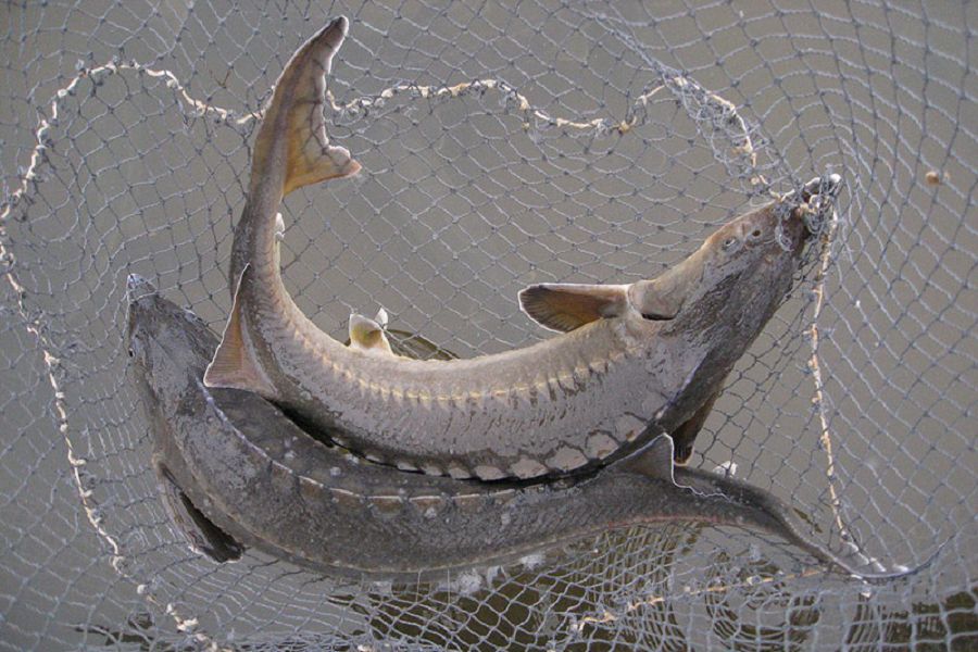 Bekire «barymtalaǵan» brakonerler baǵaly balyqtyń qoryna qyrǵıdaı tıe bere me?