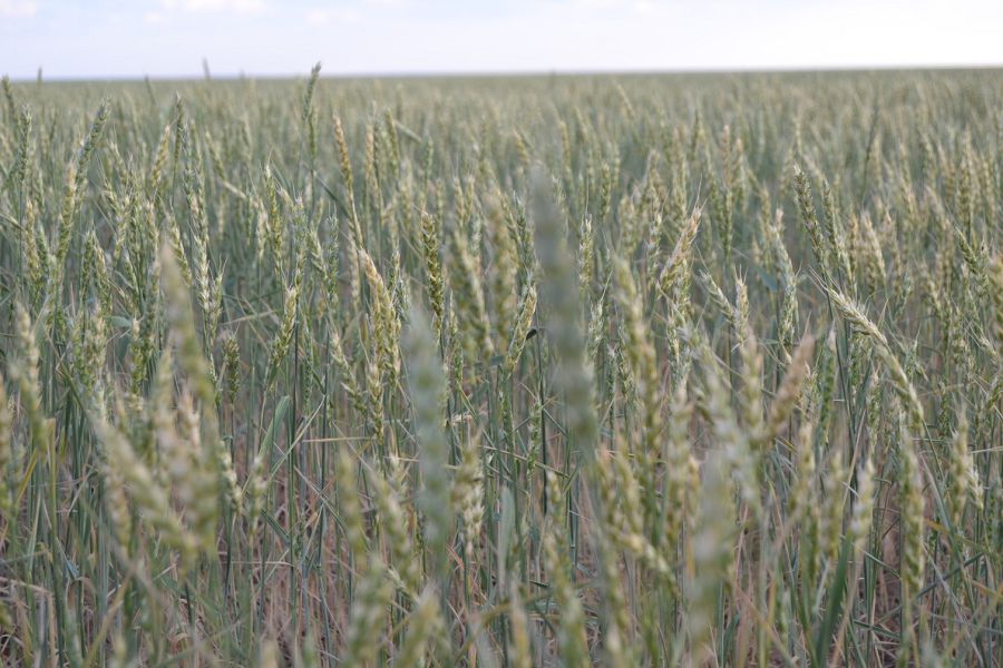 Gazdandyrý isinde túıtkildi tus kóp