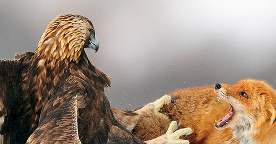 Túz taǵysyn tizgindegen