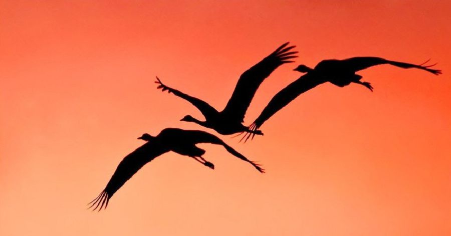 Muńdy ánin tyrnalardyń estidiń be?