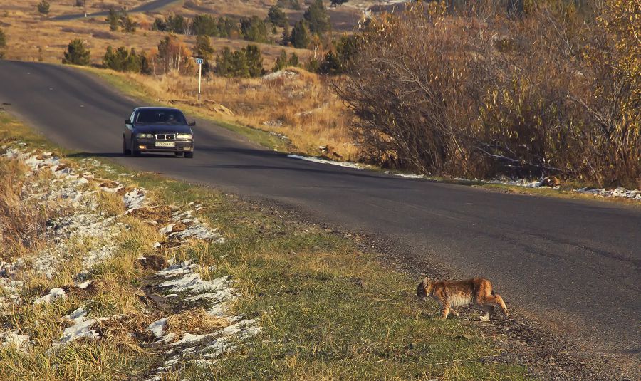 Syrǵı basqan sileýsin