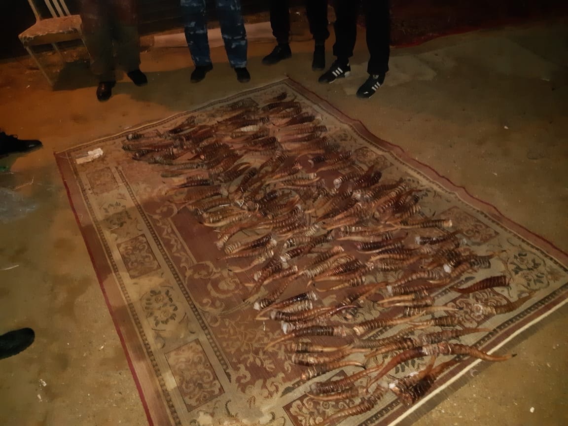 Aqtóbe oblysynda 167 dana kıik múıizi tárkilendi