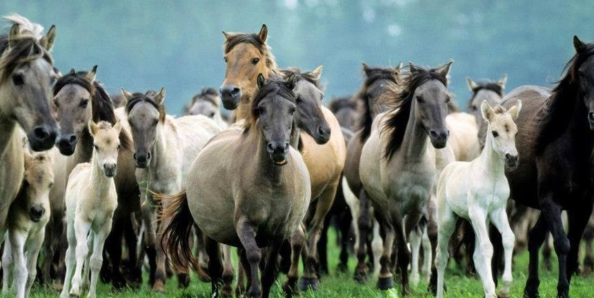 Qazaqtyń jylqy tústeý jáne jasyn anyqtaý ilimi