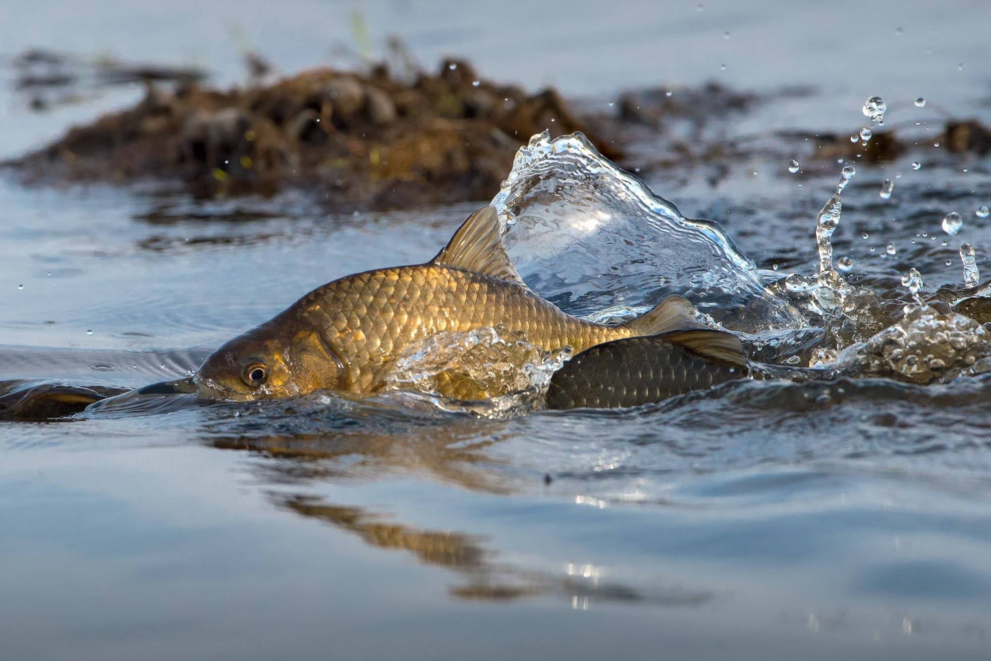Balyq óńdeý isine basymdyq bersek